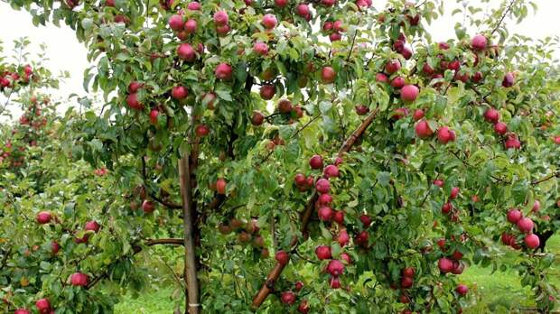 Дачникам напомнили о праве срывать яблоки с «соседских» деревьев