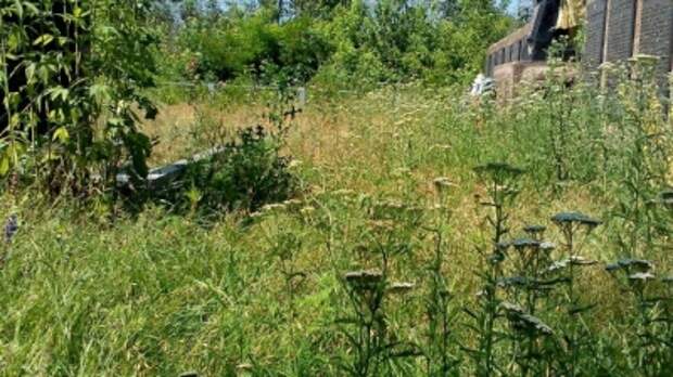 В Кировоградской области могилы “героев АТО” утопают в зарослях бурьяна и сорняков