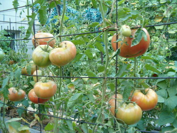 Как правильно подвязывать помидоры в открытом грунте и теплице: 6 простых варианта