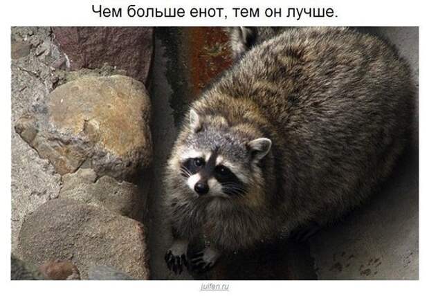 Еноты плохого не посоветуют.