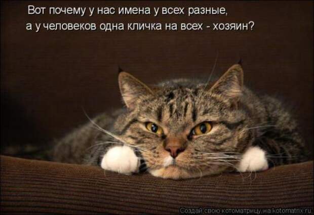 Котоматрицы(картинки с надписями)