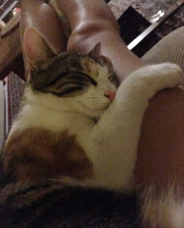 Без кота и жизнь не та