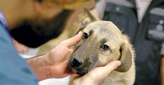 Турецкие спасатели 10 дней доставали щенка из колодца собака, спасение