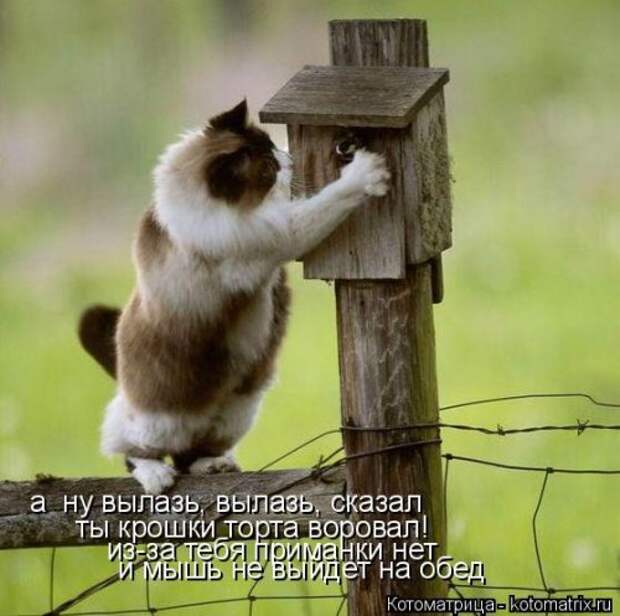 Свежая котоматрица на Бугаге (37 фото)