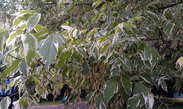 Американский клён признали крайне опасным: эксперты требуют защиты русских лесов