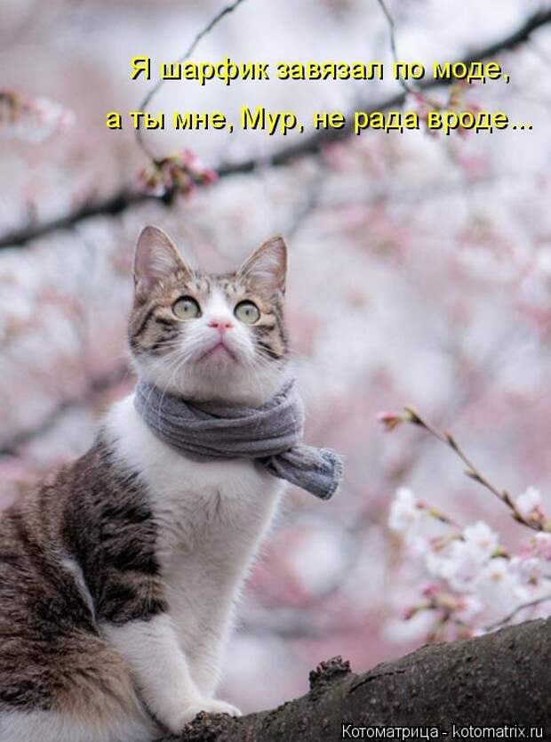 Котоматрицы
