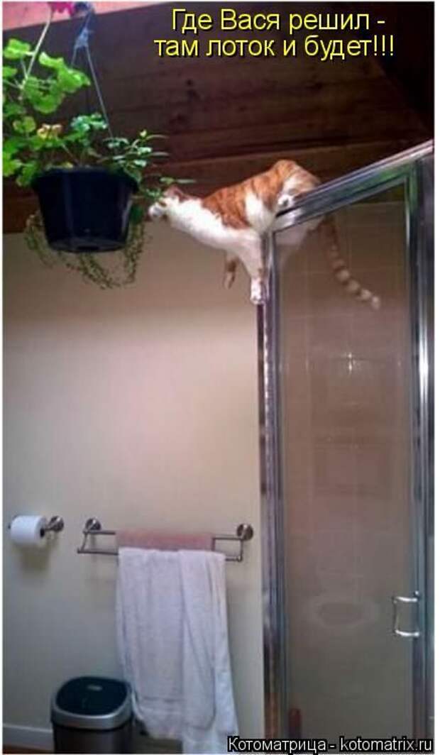 Лучшие котоматрицы недели