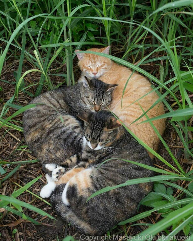 Уличные котики Токио на снимках Масаюки Оки