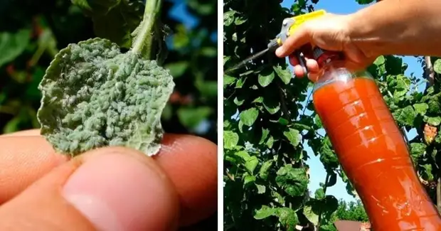 Бабушкино средство от тли — работает безотказно без вреда для растений