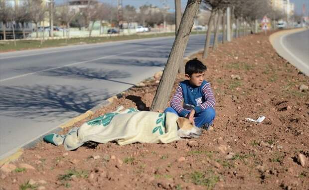 Маленький беженец не оставил раненую собаку до самого конца доброта, люди и звери, помощь