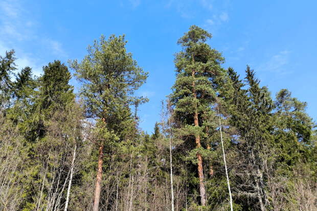 Чиновников Лесхоза обвиняют в вырубке деревьев и краже бюджетных денег