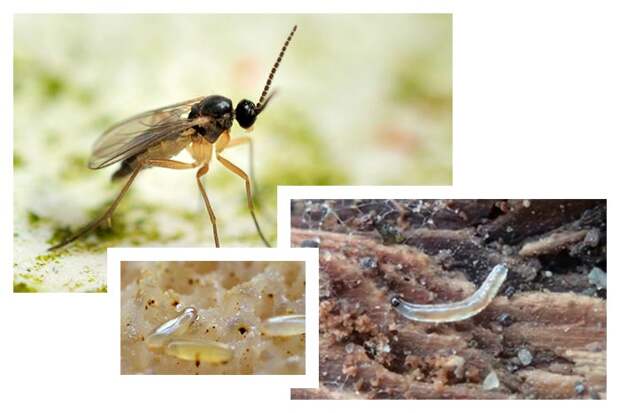 грибной комарик и личинки