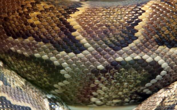 Змеи покрыты слизью Еще одна байка, не имеющая к змеям никакого отношения. Кожа этих рептилий практически не содержит желез и покрыта плотной гладкой чешуей. Именно из этой приятной на ощупь змеиной кожи изготавливают обувь, сумочки и даже одежду.