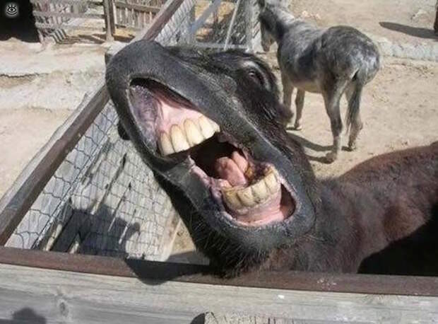 А мы милашки! 9