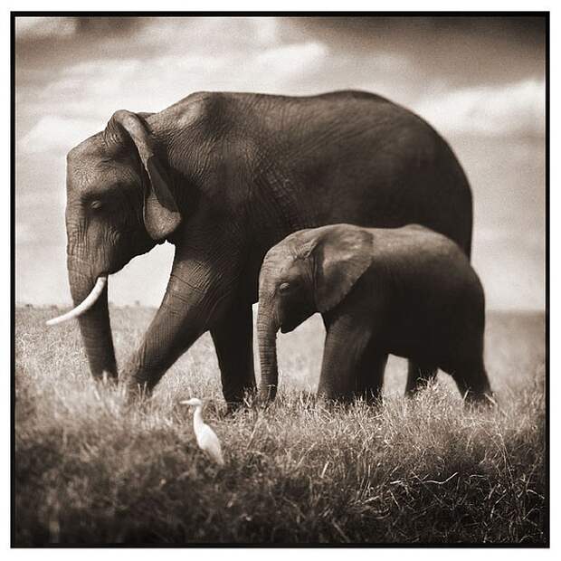 фотографии африки. Nick Brandt
