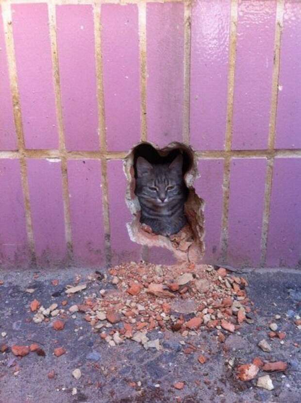 Живут прикольные животные.
