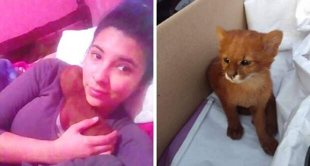 Девушка думала, что спасла необычайно красивого котенка, а тот оказался ягуарунди