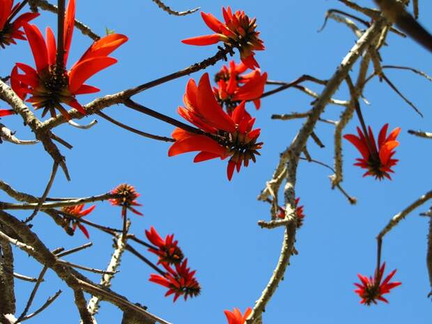 NewPix.ru - Коралловое дерево