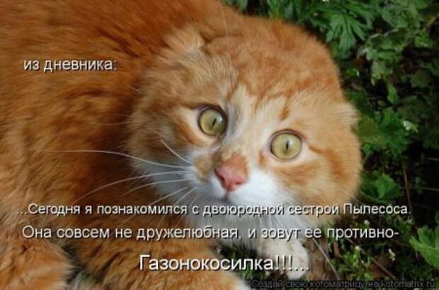 Приехала в гости сестра с двумя детьми 2 и 5 лет… Кот сразу притворился мертвым…