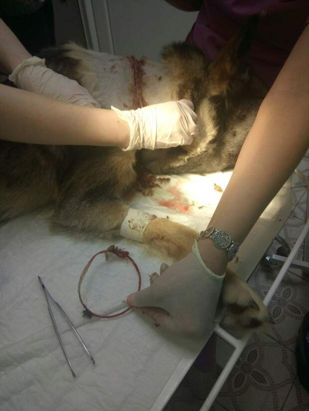 В Твери спасли собаку с вросшей в шею верёвкой