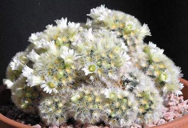 Маммиллярия Кармен 