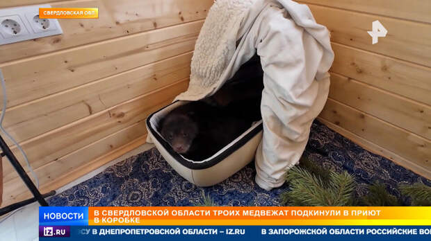 Медвежат подкинули, как котят, в приют в Свердловской области
