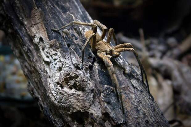 Бразильский странствующий паук. (Alberto Rossettini)