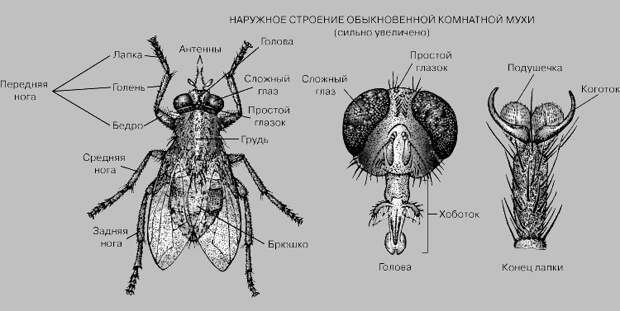 Как и зачем разводят мух