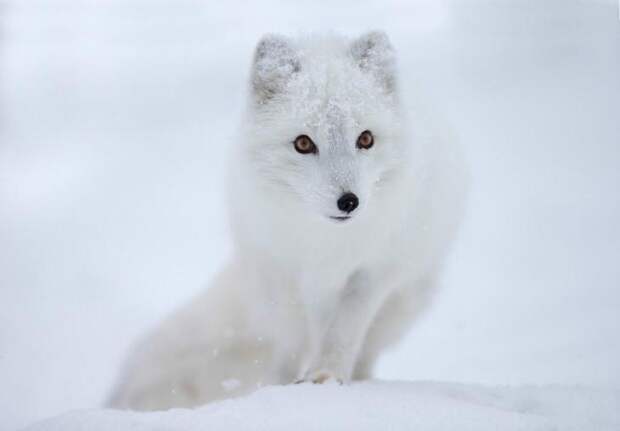 NewPix.ru - Топ 10 наиболее красивых животных в мире