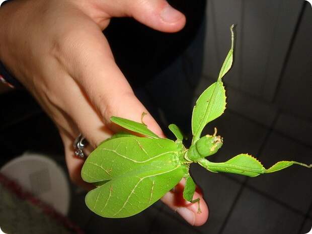 Листотел или листовидка (лат. Phylliidae)