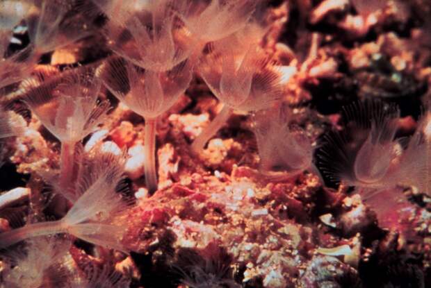 Щупальцевые Биология 7 класс Многообразие животных Многоклет…