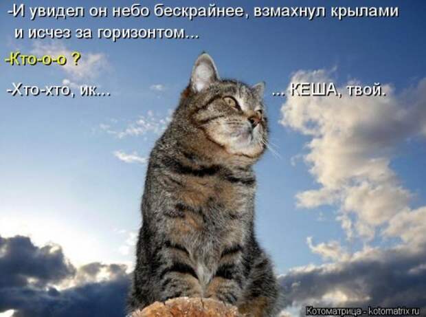 Новая котоматрица (37 шт)