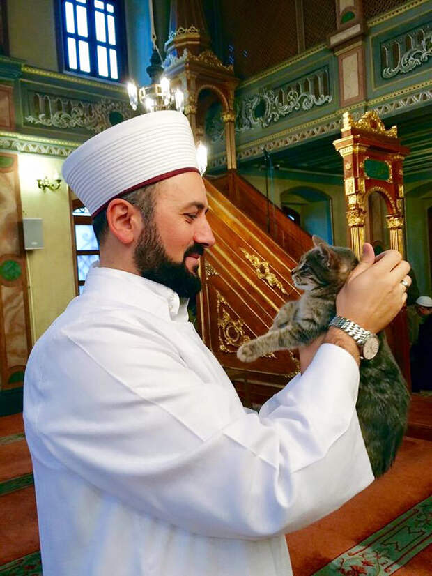 имам пускает уличных кошек в мечеть 