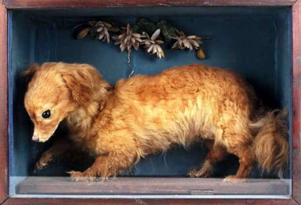 Вертельная собака, или кухонная, или поварская собака  (лат. Canis vertigus) 