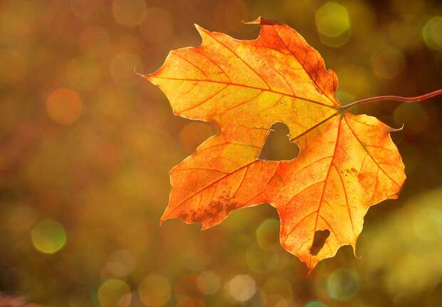 Осень. Фото:pixabay.com