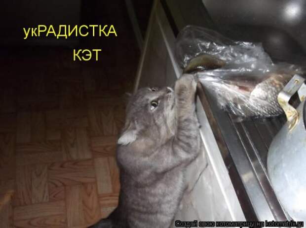 Котоматрица новая и прикольная (37 фото)