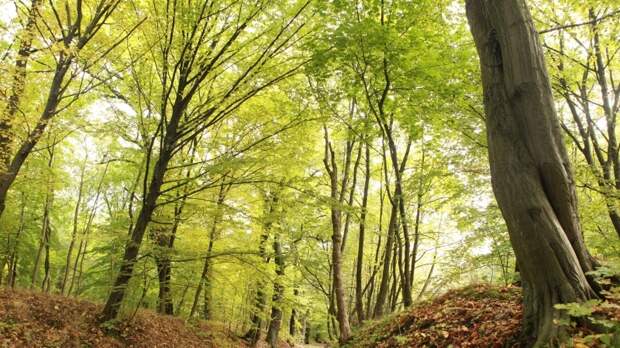 Антон Алиханов присвоил калининградскому Суздальскому лесу статус зеленой зоны