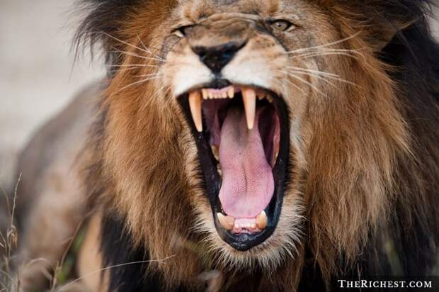 2. Из-за суицидника убили львов забор, заграждение, зоопарк, идиоты, несчастные случаи