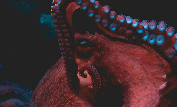 Настоящий кракен. 19-метровые осьминоги владели морями 100 миллионов лет назад