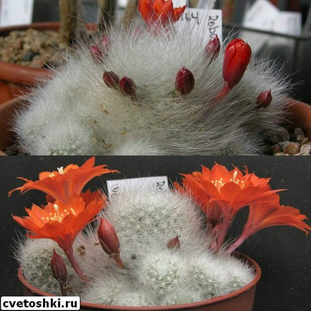 rebutia-senilis-2