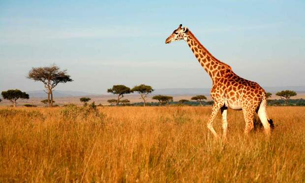 Жирафы живут в Африке