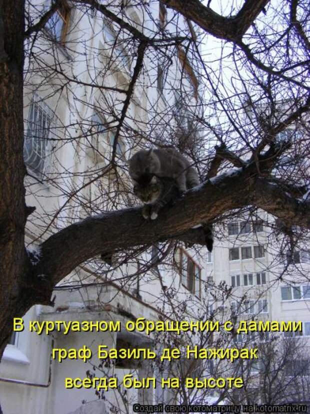 Лучшие котоматрицы недели (51 фото)