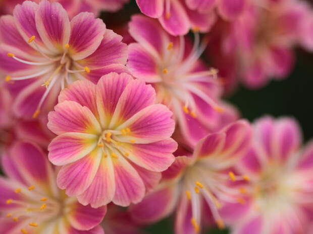 Lewisia cotyledon на фото