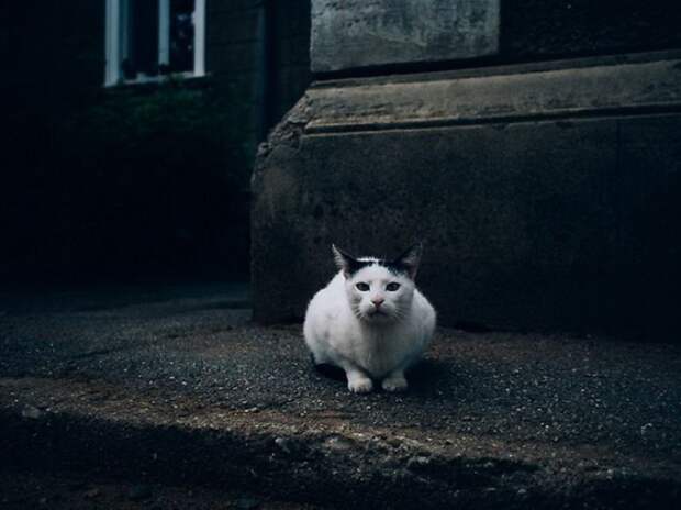 Городские кошки в фотографиях Hajdu Tam&#225;s
