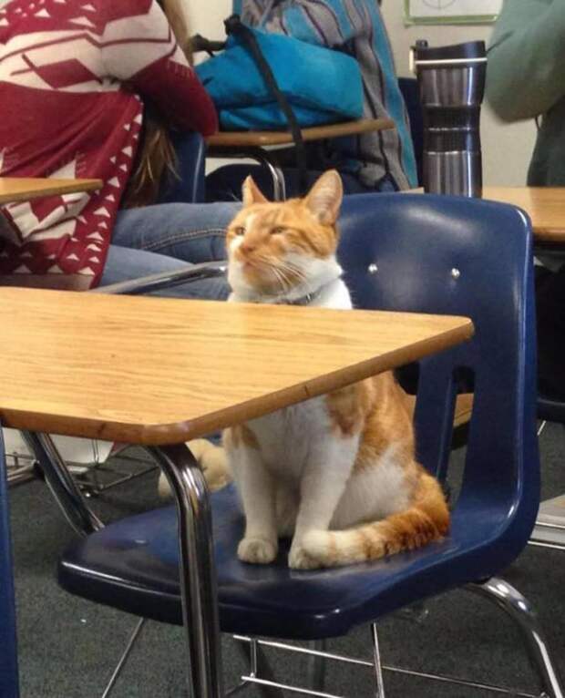 Эта кошка никогда не пропускает первые лекции животные, коты, прикол