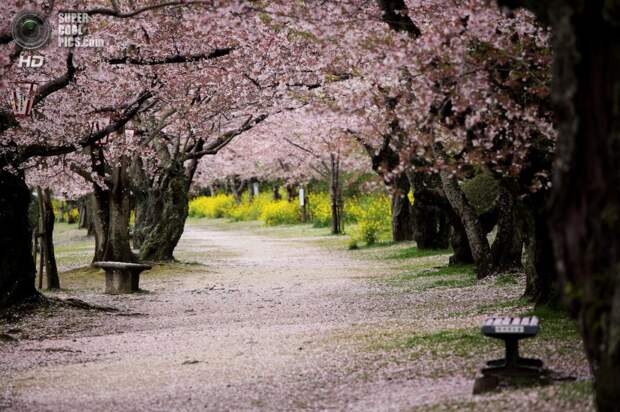 Цветение вишни. (Ken Shimo)