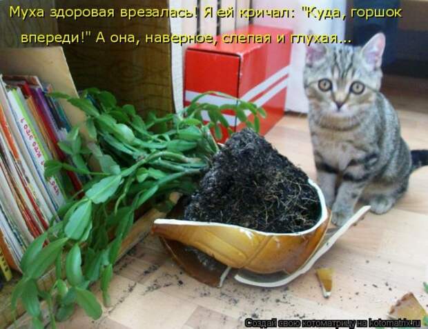 Лучшие котоматрицы недели (50 фото)