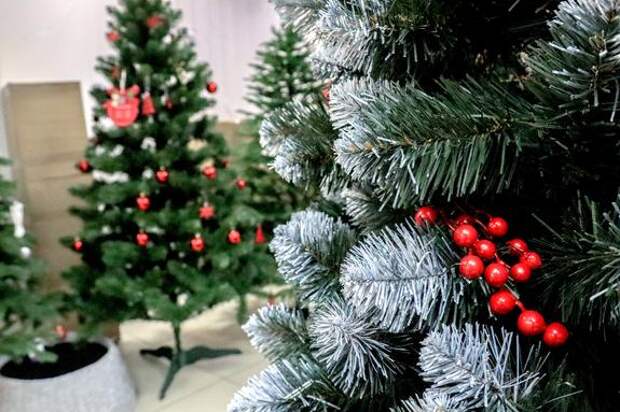 Россиянам сообщили, когда лучше покупать «живую» ёлку