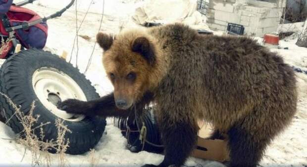 Охотник Сергей Григорьев был убит домашним медведем