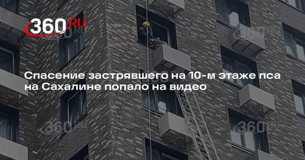 Спасение застрявшего на 10-м этаже пса на Сахалине попало на видео